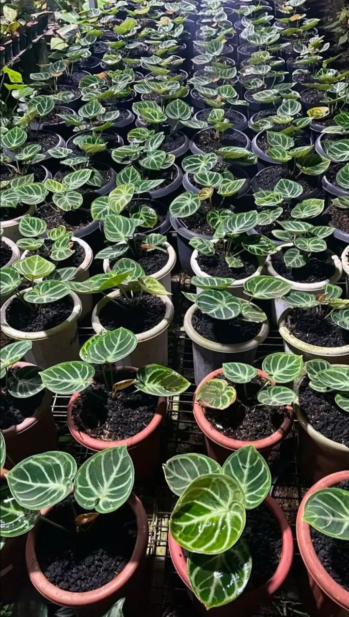 Anthurium dorayaki original